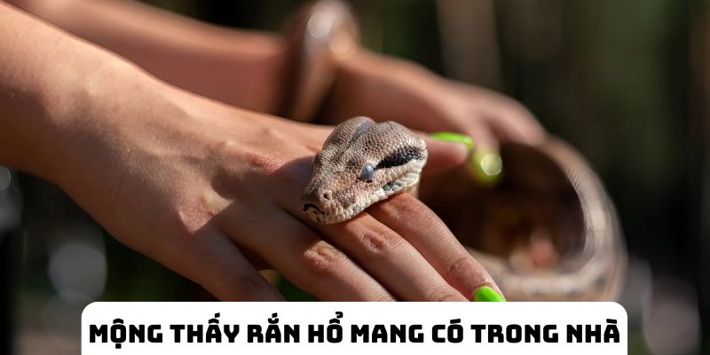 Mộng thấy các con rắn hổ mang có trong nhà