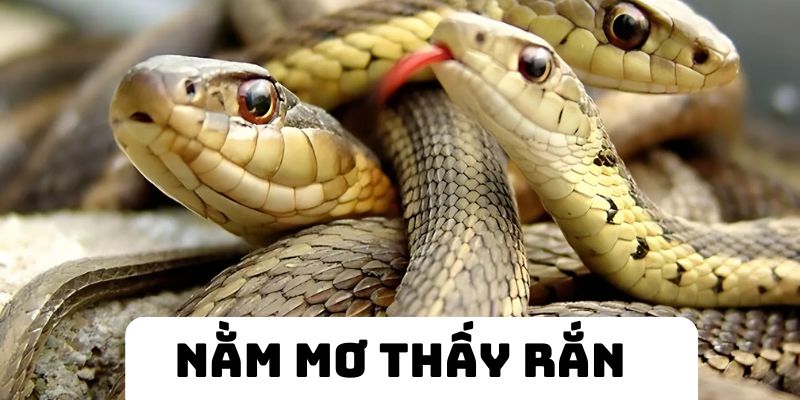 Nằm Mơ Thấy Rắn